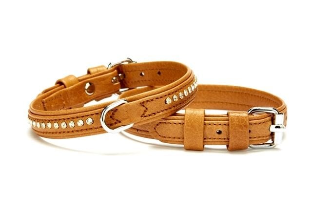 Doggie Flotter Deri Swarovski Kristal Taşlı Köpek Boyun Tasması 1,5 x 17-23 cm Kamel