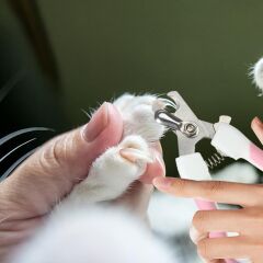 Törpülü Kedi Köpek Tırnak Makası 5,5*14,5 cm Pembe