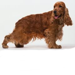 Pawise Küçük Boy Köpek Regl Pedi 10 Adet XS-Small