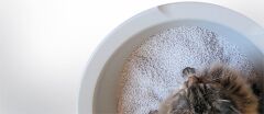 CatGenie Yıkanabilir Otomatik Tuvalet için Granül