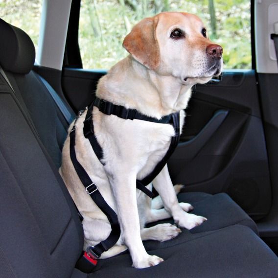 Köpek İçin Emniyet Kemeri X Large 80-110cm