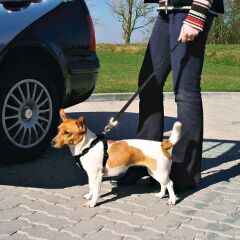 Köpek İçin Emniyet Kemeri X Large 80-110cm