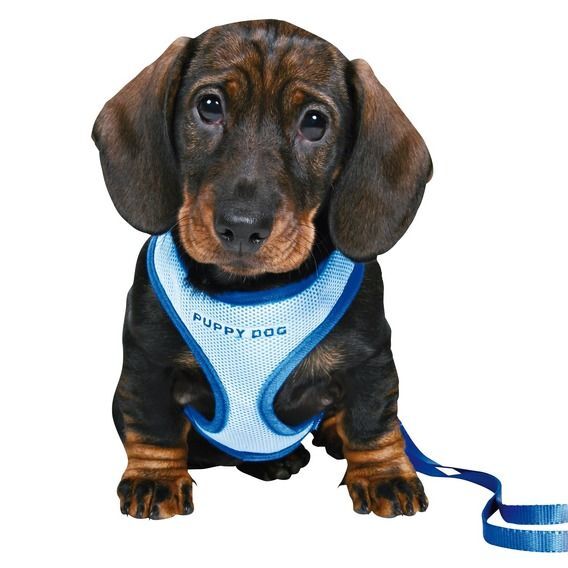 Puppy Dog Göğüs Tasma Seti ve Gezdirme Kayışı 23-34cm/2m/10mm