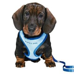 Puppy Dog Göğüs Tasma Seti ve Gezdirme Kayışı 23-34cm/2m/10mm