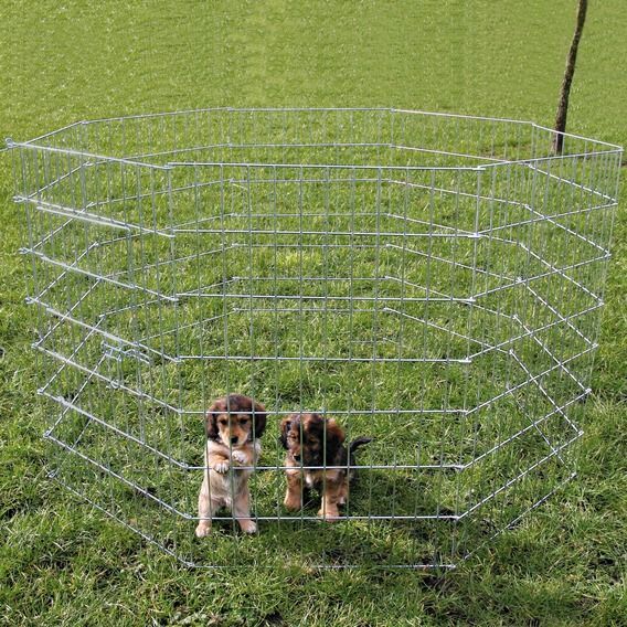 Yavru ve küçük köpek için açık hava oyun alanı