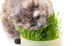 Naturel Yavru kedi çimi
