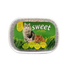 Naturel Yavru kedi çimi