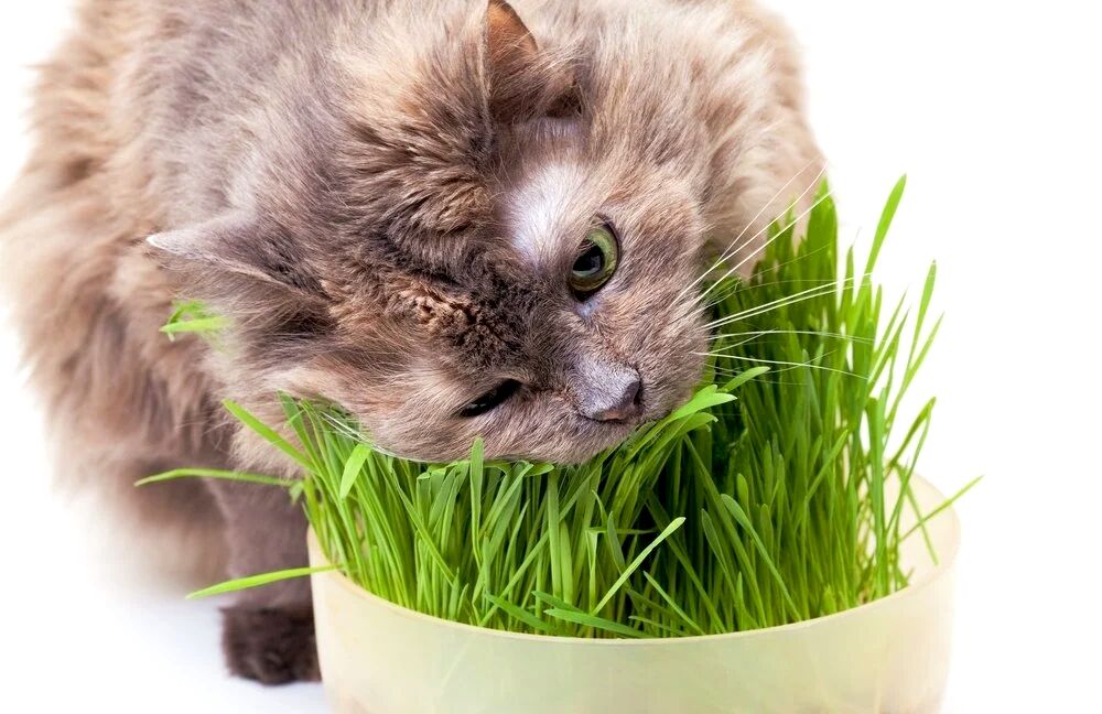 Pro Perfeck Doğal Fileli Kedi Çimi (Tüy Yumağı Önleyici) 150 gr