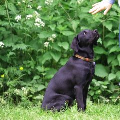 Percell Köpek Eğitim Kum Torbası Large 28*34