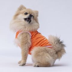 Pawstar Orange Joy Tişört XXLarge 38X43X58 cm