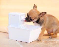 Petsafe Aqua Cube Su Pınarı 1,2lt