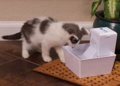 Petsafe Aqua Cube Su Pınarı 1,2lt