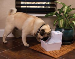 Petsafe Aqua Cube Su Pınarı 1,2lt