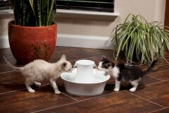 Drinkwell Avalon Kedi ve Köpek Su Pınarı 2 Lt