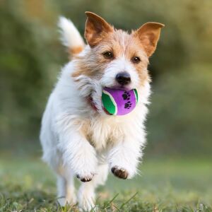 Markapet Köpek Oyuncak Tenis Topu Sert 3 Lü 6 cm