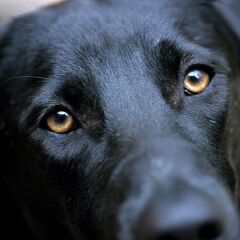 Köpek Göğüs Tasması Dokuma  Medium