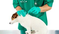 FIPROES 2-10 kg arası köpekler için Ense Damlası