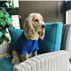 Köpek Kıyafeti Esnek Kumaş Mavi 36*23 cm Small