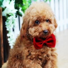 Kedi Köpek Papyonu Renkli Parlak Kumaş Kırmızı 40*20 cm