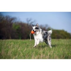 Collar Liker Cord 5 Küçük Irk ve Yavru Köpek Eğitim Oyuncağı 5 Cm