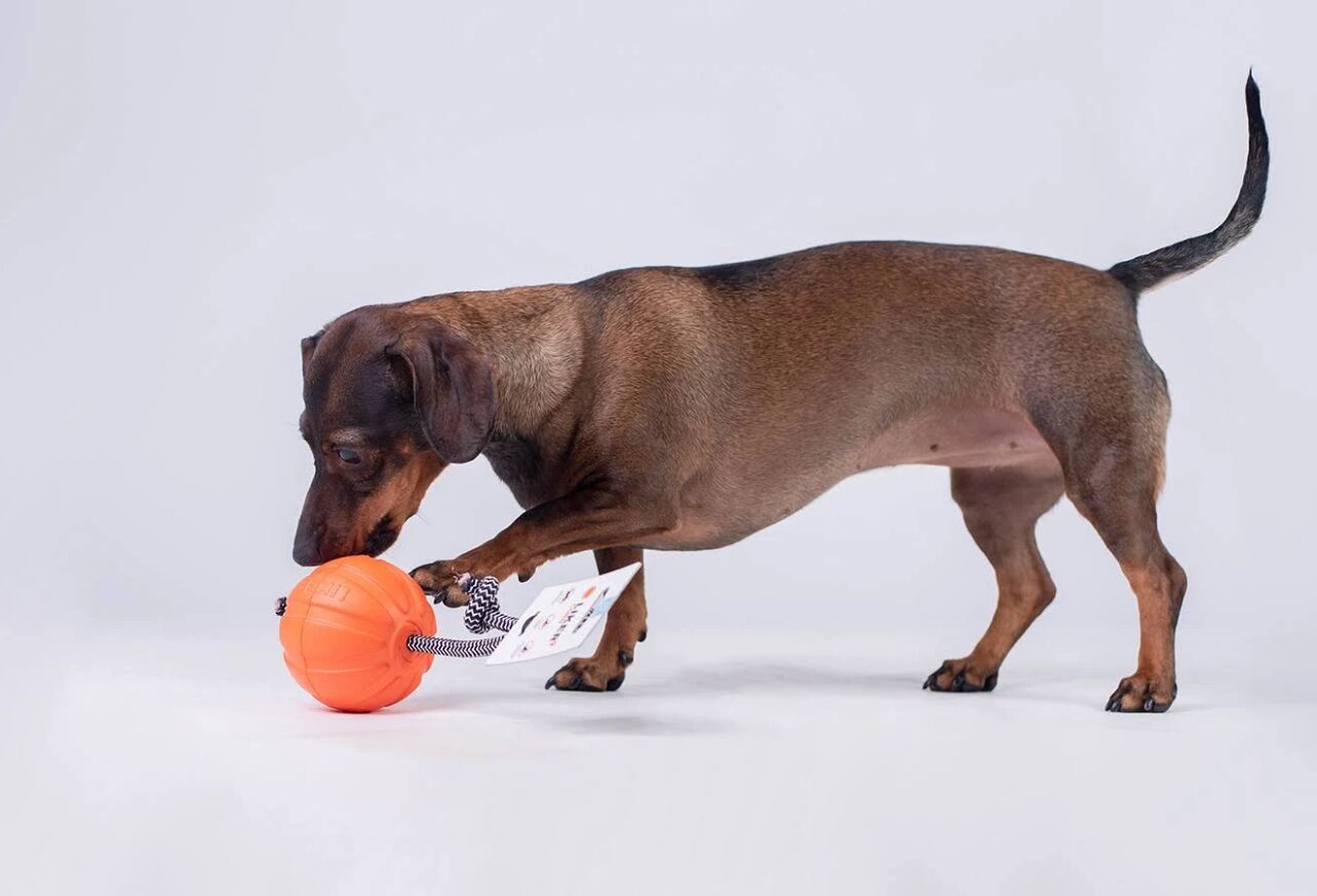 Collar Liker Cord 5 Küçük Irk ve Yavru Köpek Eğitim Oyuncağı 5 Cm