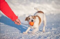 Collar Liker Cord 5 Küçük Irk ve Yavru Köpek Eğitim Oyuncağı 5 Cm