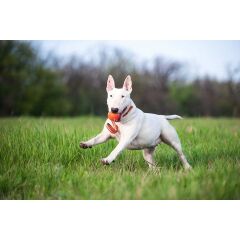 Collar Liker Line 9 Büyük Irk Köpek Oyuncağı 9 Cm Turuncu
